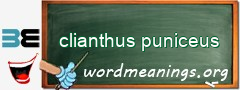 WordMeaning blackboard for clianthus puniceus